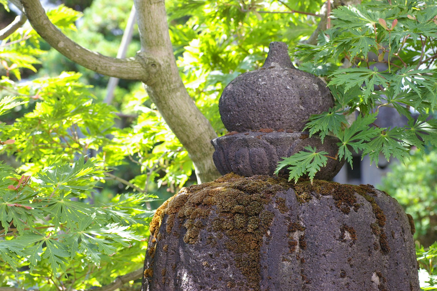 我家の庭　石灯籠とハウチワカエデ、新緑