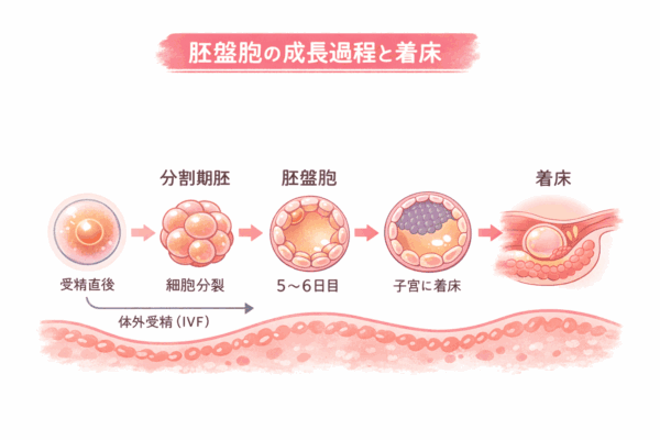 胚盤胞とは｜体外受精における受精卵の発育段階（分割期胚から胚盤胞まで）のイメージ図