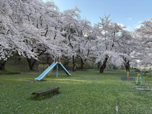若木山公園、桜満開です。