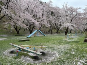 若木山公園の桜吹雪です。