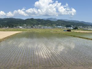 無排卵性月経（無月経）と漢方薬｜生理不順と漢方的考察｜ダイエット・過度な運動・カウフマン療法・クロミッド・不妊治療の現場から