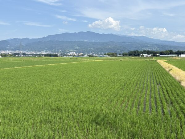 2025年6月29日 山形市から蔵王風景。田んぼが美しいですね!