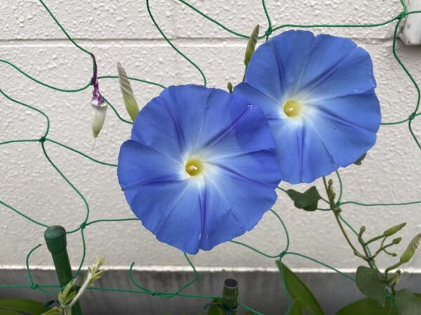 今日は七夕、朝顔の画像です。