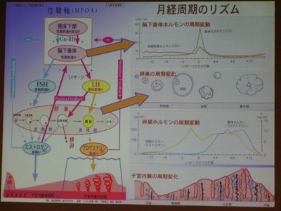 月経周期のリズムで基礎体温表とホルモンバランスが描かれている図表です。