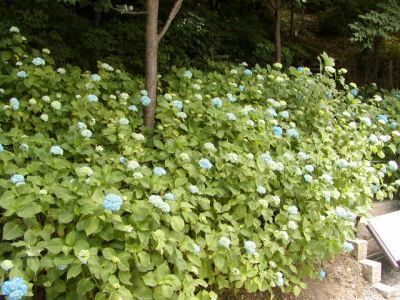 清水寺のあじさいです。