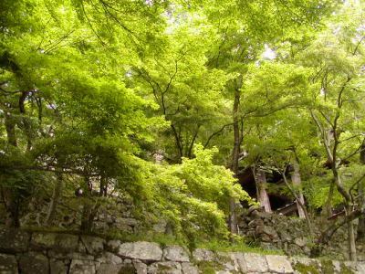 京都現代美術館の新緑の眺めです。