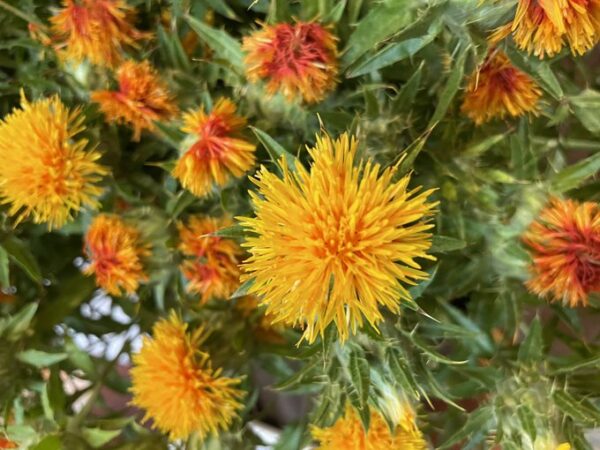 冠元顆粒に配合される紅花(ベニハナ):血流改善と抗酸化作用で予防効果・健康長寿をサポート