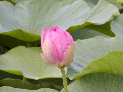 朝露に濡れたピンク色のハスの花のクローズアップ。花びらの柔らかな質感と黄金色の花芯が輝き、清らかさと生命力を感じさせる。『泥中の蓮花』を象徴する中医学の美と調和のイメージ。