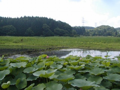 山形県蔵王の高原に広がるハス池の風景。緑に囲まれた水面にピンク色のハスの花が咲き誇り、夏の爽やかな空気と静かな癒しを感じさせる光景。中医学の“心を落ち着かせる”象徴としてのハスを表現している。