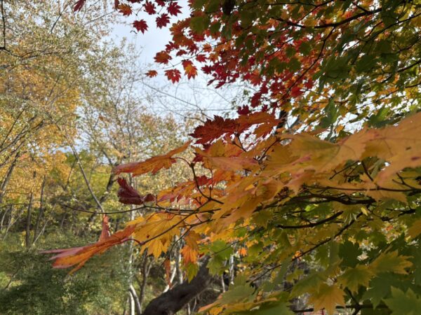 山形県東根市の若木山公園で、秋の紅葉を眺める男の子の写真。りんごの石碑の前で、桜の木の紅葉を見上げる姿が印象的。山形の秋のやさしい光と季節のぬくもりを感じる風景。