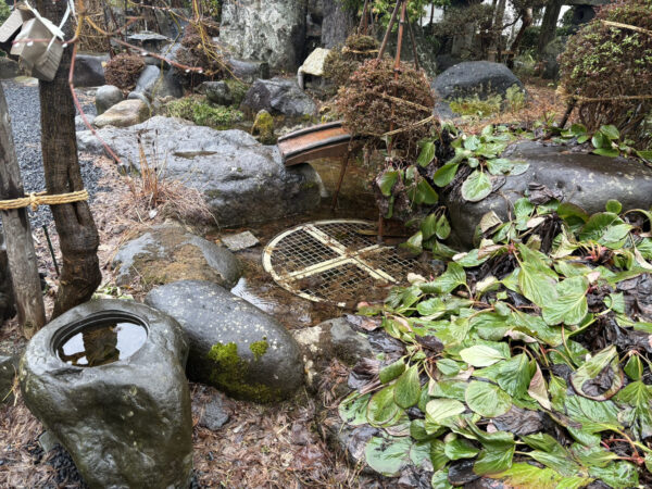 今朝の我が家の庭の池に、春の雨が静かに降り注いでいる様子