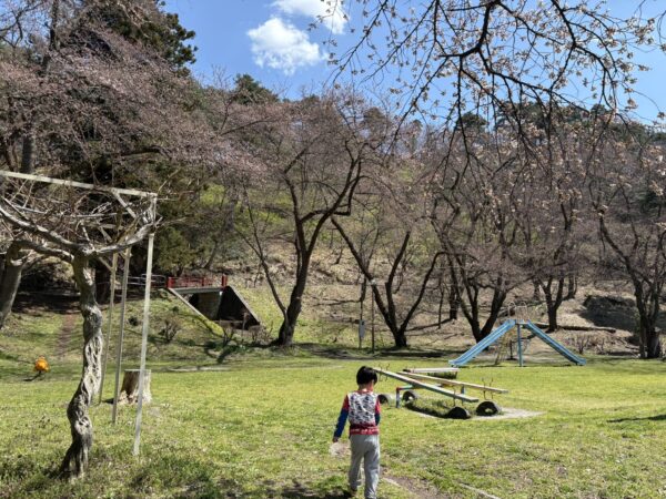 若木山公園で春休みに桜を楽しむ子どもの様子｜家族で過ごす春のひととき