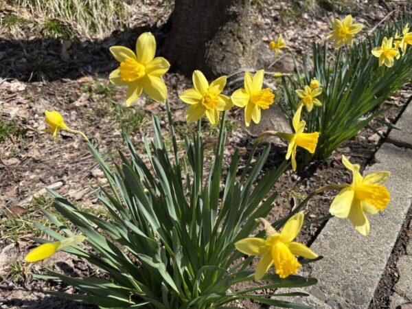 若木山公園に咲く水仙の花|春のやさしい風景と季節の移ろい