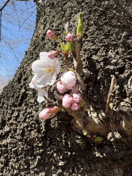 満開前のやわらかな桜の花｜春の訪れを感じる東根市の風景