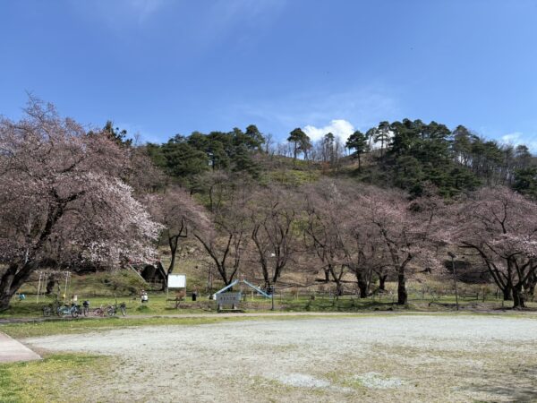 東根市若木山公園の桜の開花風景｜例年より早い春の景色