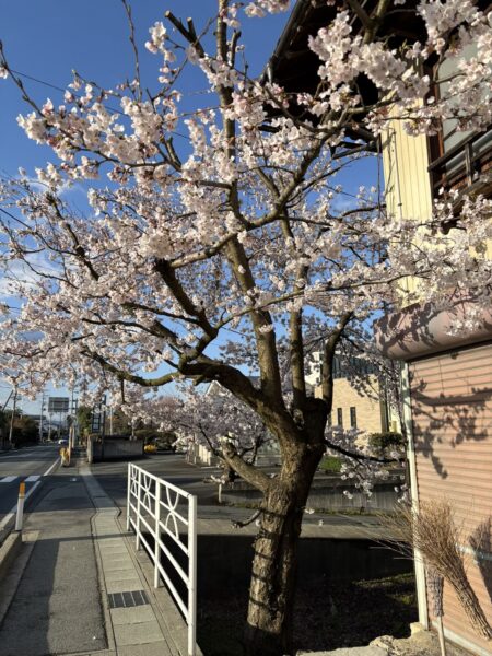 山形の春の桜の風景と季節の移ろい｜体調を整えるイメージ