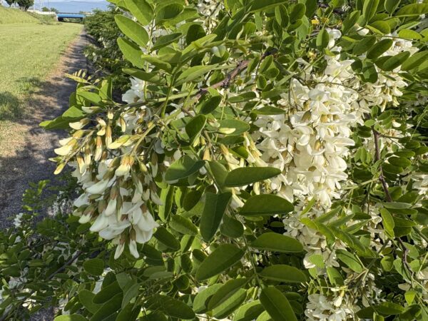 朝の散歩道で咲いていたニセアカシアの白い花のズーム