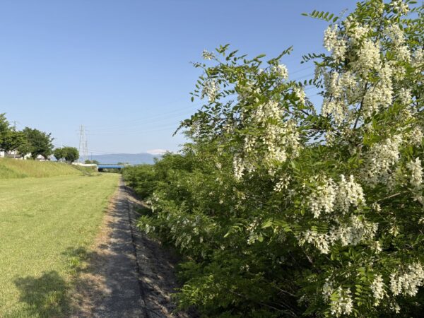 朝の散歩道で咲いていたニセアカシアの白い花