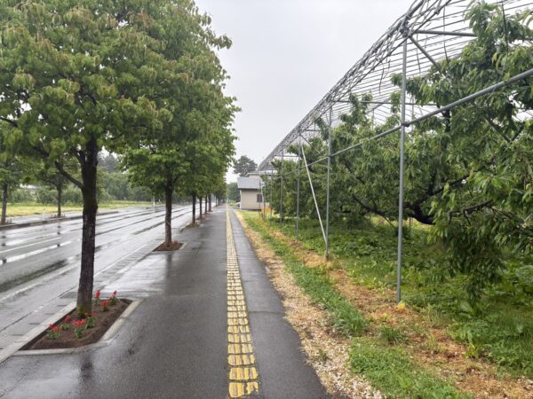 東根市神町のとおり。右にさくらんぼの果樹園です、雨に濡れた道路