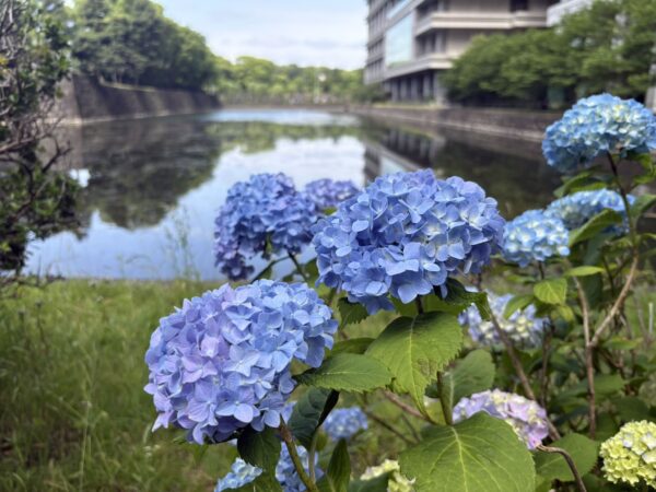 皇居周辺に咲くあじさいの花と日本不妊カウンセリング学会参加時の東京の風景