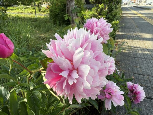 初夏の東根市で咲いた芍薬の花。土屋薬局では、妊活や女性の体質相談、漢方相談を行っています。