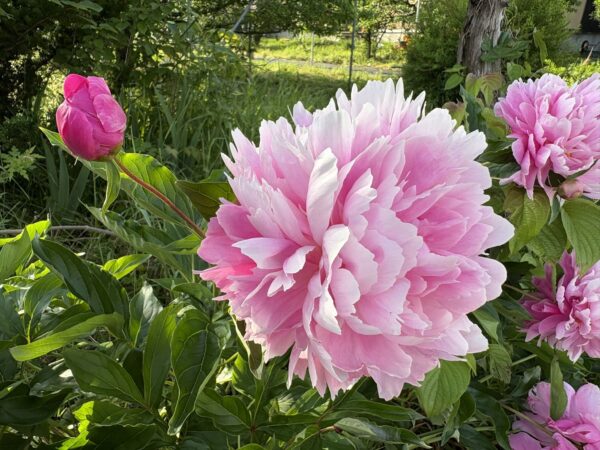 東根市の初夏に咲いた淡いピンク色の芍薬の花。女性の体調相談や漢方相談の多い土屋薬局の季節の風景。