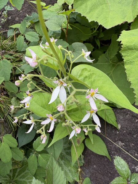 土屋薬局の庭に咲くユキノシタの花。初夏を迎え、白く可憐な花が咲いています。