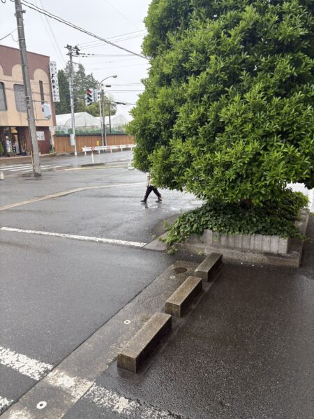 台風6号の雨の朝、土屋薬局の駐車場にあるモチノキのそばで、傘をさした5歳の息子が幼稚園バスを待っている様子