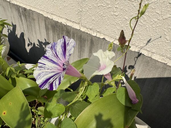 土屋薬局の庭で咲いた朝顔。2026年6月30日、夏の訪れを感じる青紫色の花。