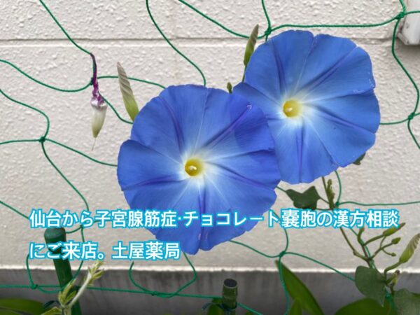 青い朝顔の写真に「仙台から子宮腺筋症・チョコレート嚢胞の漢方相談にご来店。土屋薬局」のタイトルを入れたアイキャッチ画像。妊活・子宮内膜症・漢方相談の記事。