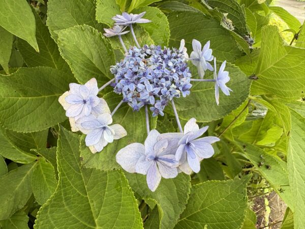 我が家の紫陽花、キレイに咲いています。
