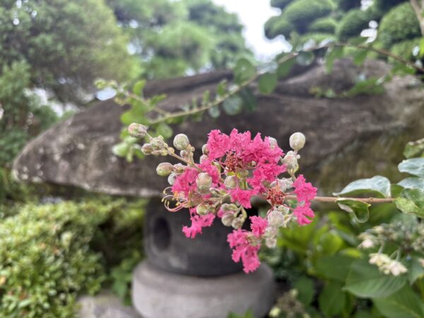 サルスベリの花です。