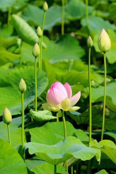 三爽茶に配合されている荷葉(ハスの葉)