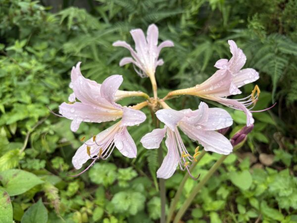 雨のしずくをまとって咲く淡いピンク色の夏水仙